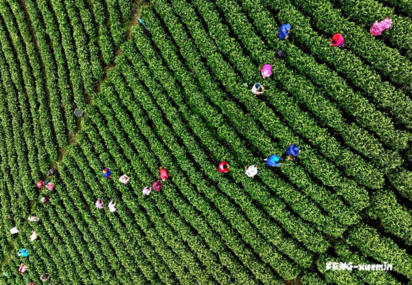 《湖州安吉茶山》